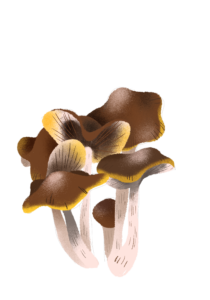 Illustration of Psilocybe cyanescens, aka Wavy Caps